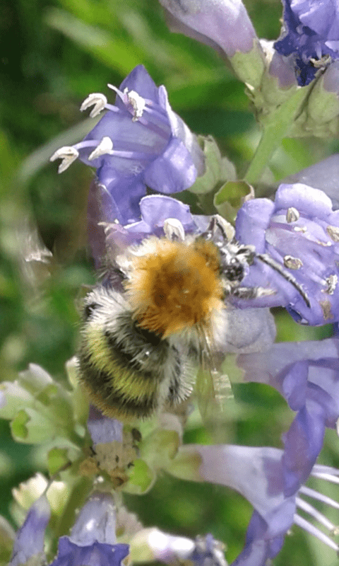 Bombus pascuorum (Apidae)?